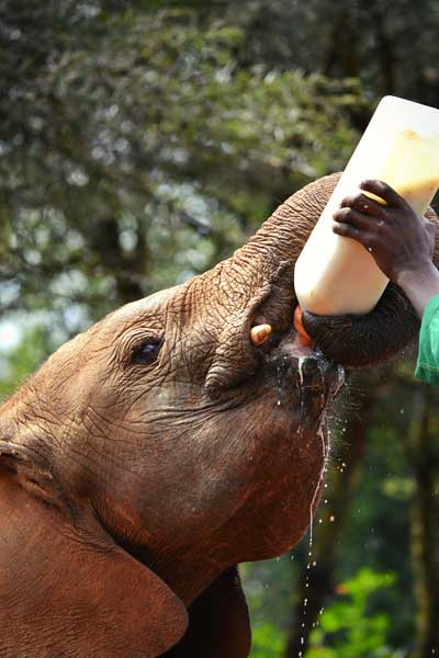 Photo by <a href="https://unsplash.com/@sneha_snaps?utm_content=creditCopyText&utm_medium=referral&utm_source=unsplash">Sneha Cecil</a> on <a href="https://unsplash.com/photos/person-feeding-elephants-nose-jQD2CKk_EHM?utm_content=creditCopyText&utm_medium=referral&utm_source=unsplash">Unsplash</a> elephant milking sneha cecil jQD2CKk_EHM unsplash